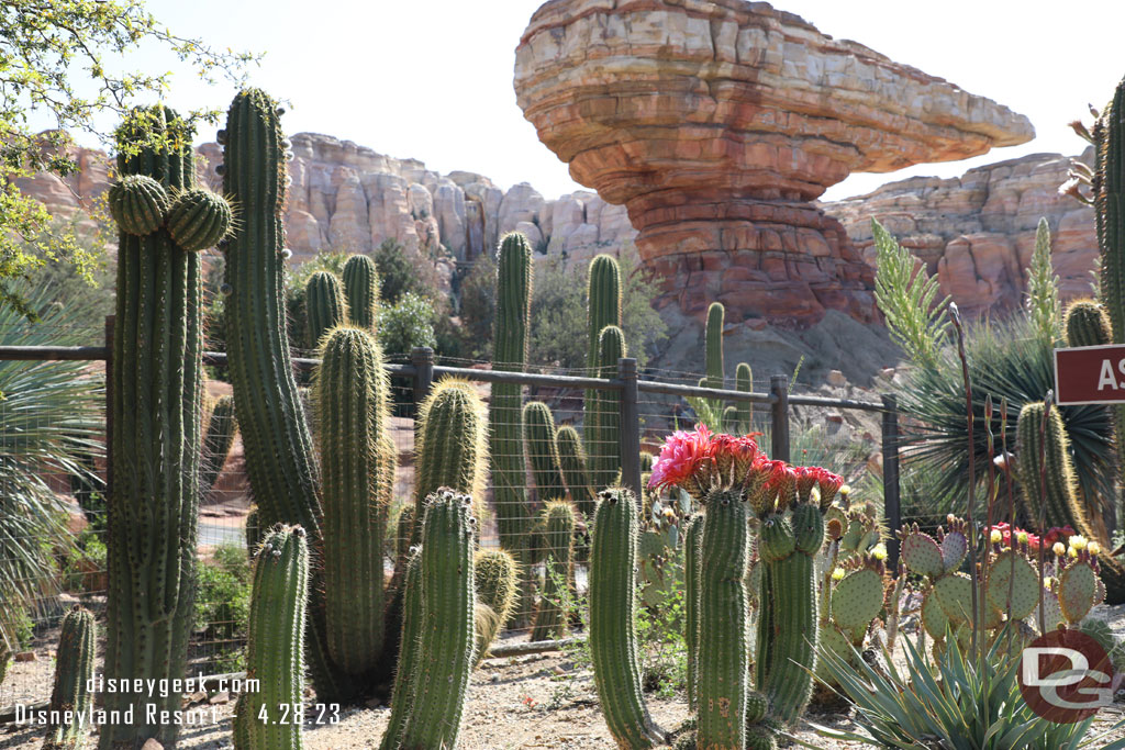 The cactus in Ornament Valley are starting to bloom.