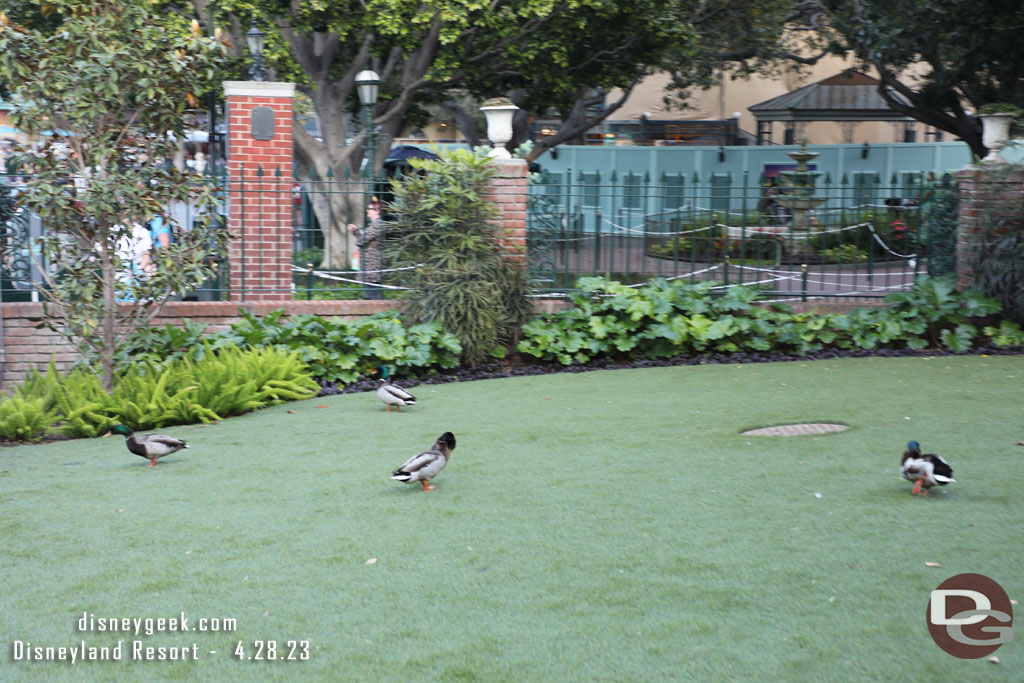 Ducks enjoying the lawn.