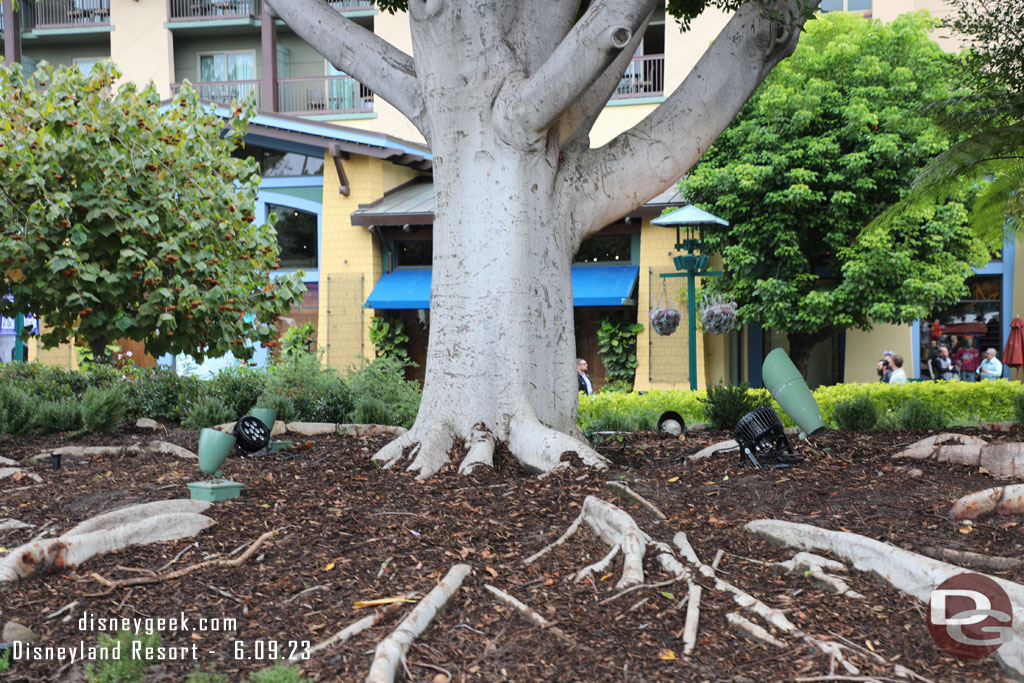 The lights around the trees really stuck out today.. as did the roots through the ground cover.