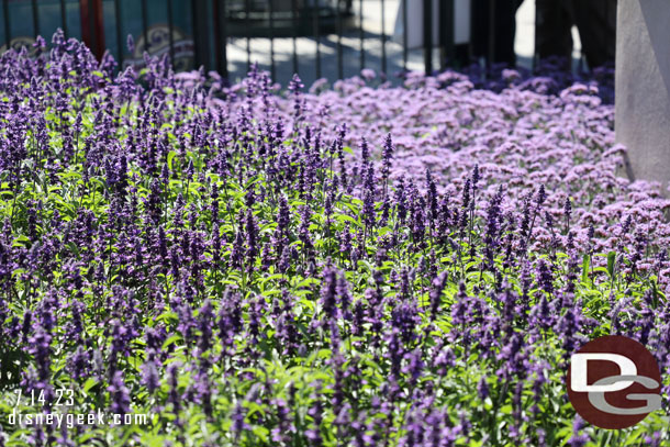 Some of the summer flowers in the area