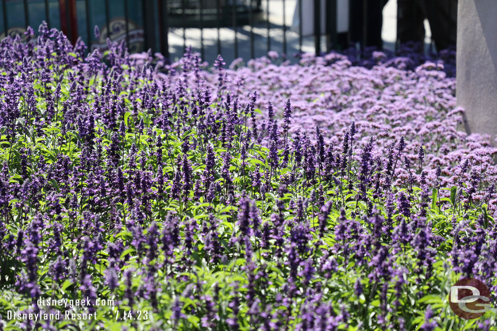 Some of the summer flowers in the area