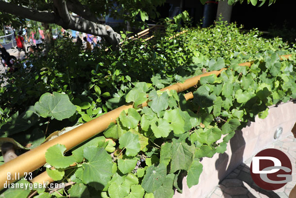 The grapes are taking over the railing in this section.