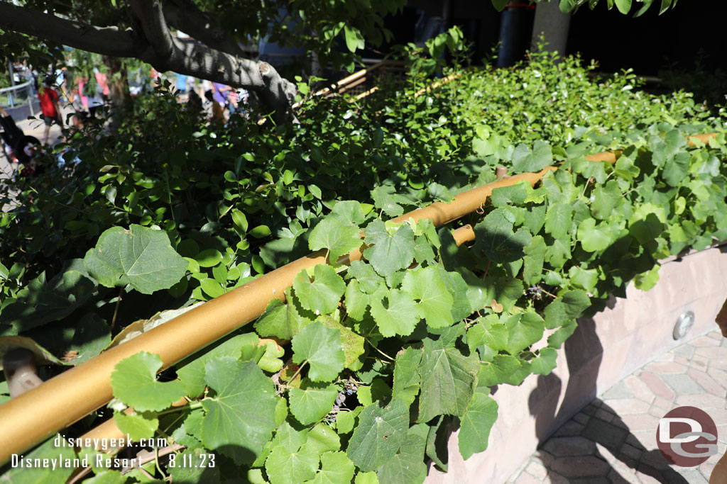 The grapes are taking over the railing in this section.