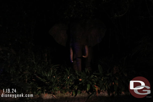 This past week the missing African elephant returned to the jungle.