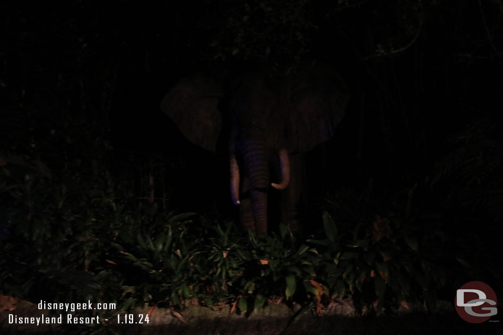 This past week the missing African elephant returned to the jungle.