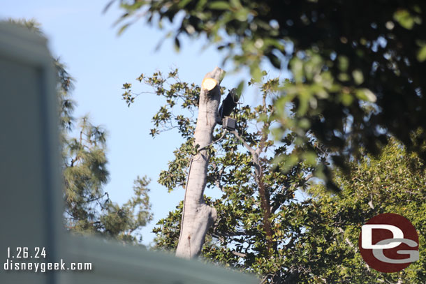 One of the large trees on the Mansion grounds is being removed.  They have cut it all the way back to the trunk.