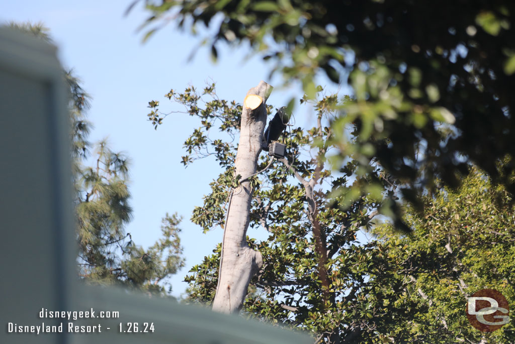 One of the large trees on the Mansion grounds is being removed.  They have cut it all the way back to the trunk.