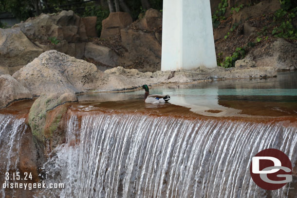 A duck hanging out above the water fall.