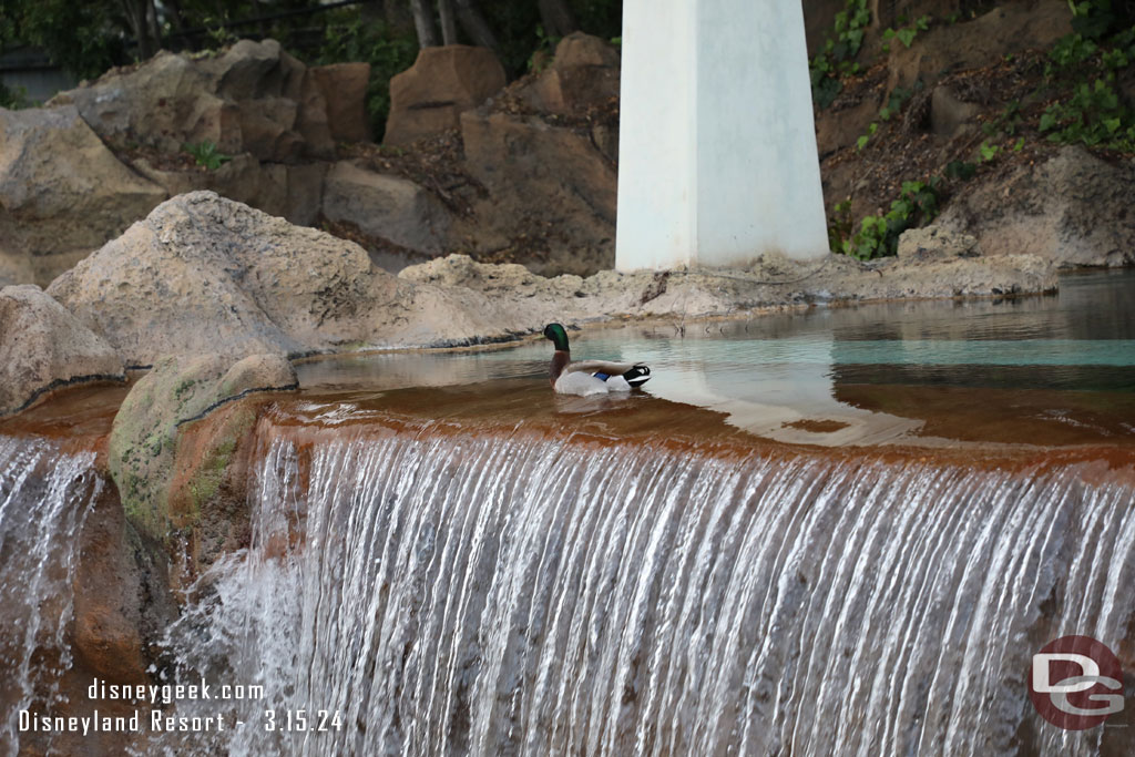 A duck hanging out above the water fall.