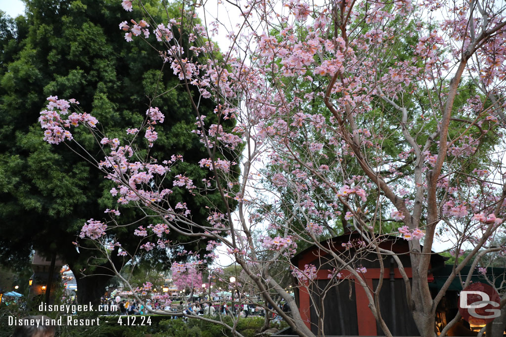 The trees and flowers are ready for spring even though the weather was not.