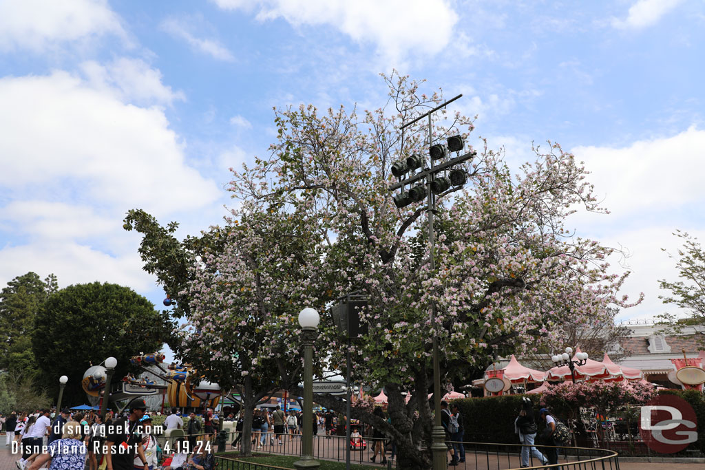 Trees are in bloom around the park.