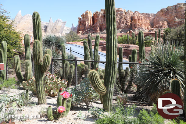 Some cactus in bloom in Ornament Valley