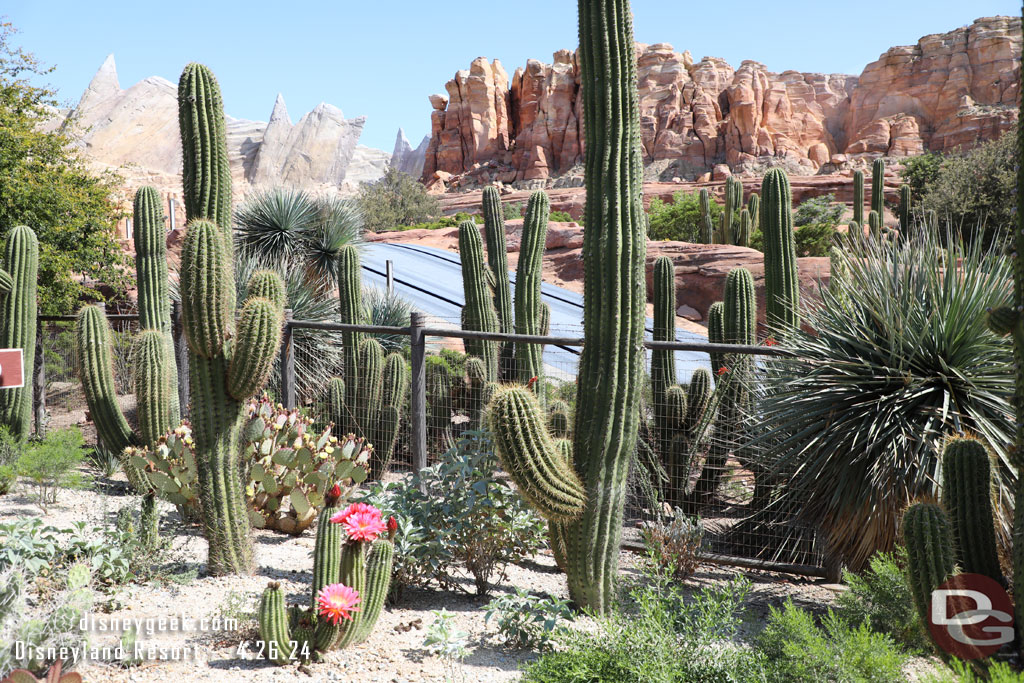 Some cactus in bloom in Ornament Valley