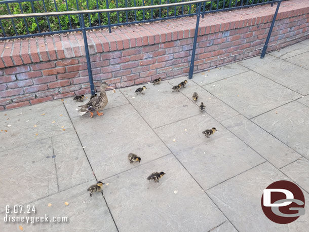 A family of ducks out enjoying the park.