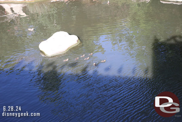 A duck family on the move