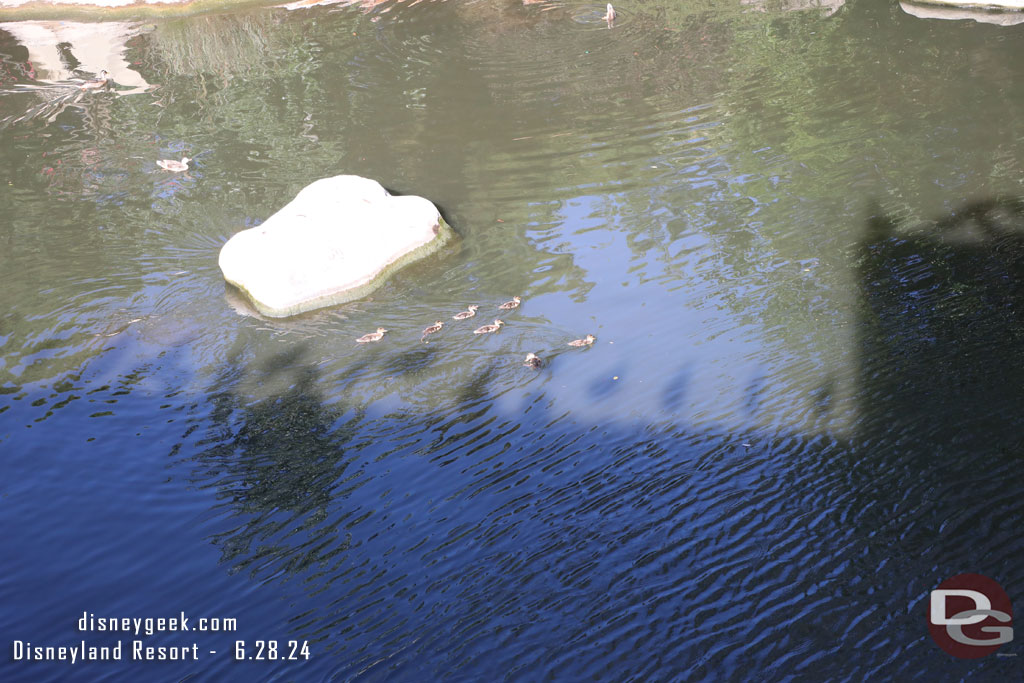 A duck family on the move