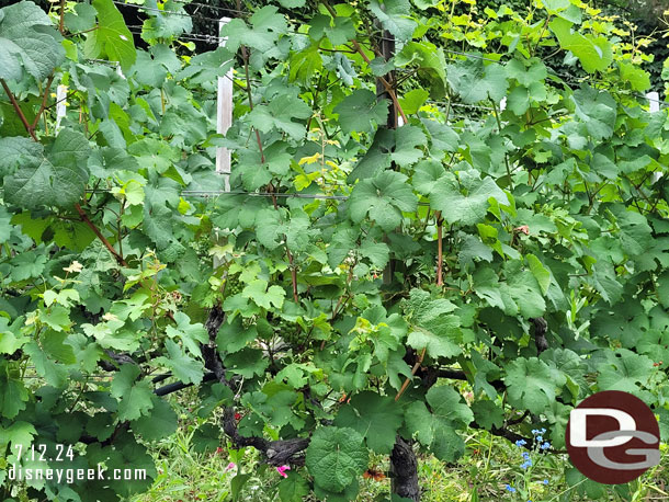 The grapes are growing.