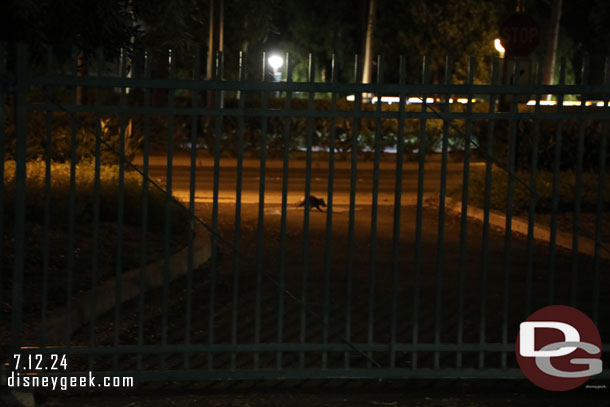 A critter crossing the street outside the gate