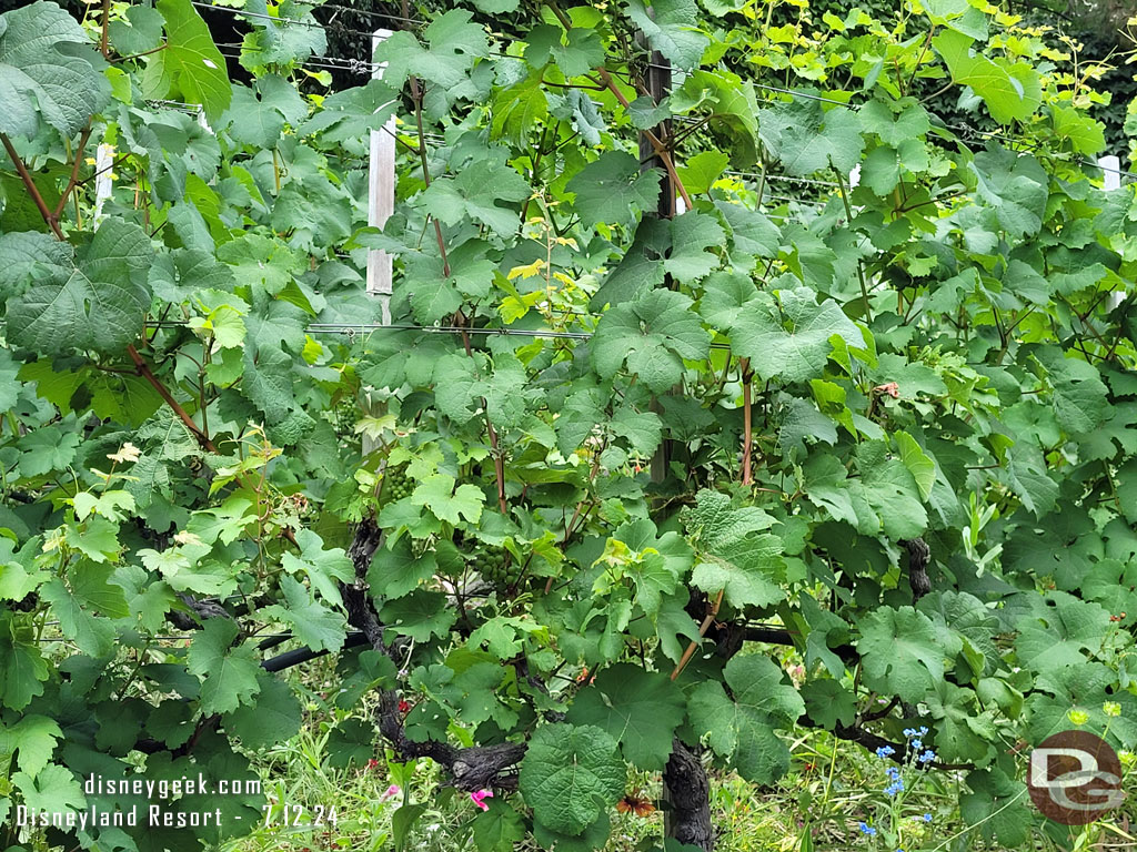 The grapes are growing.