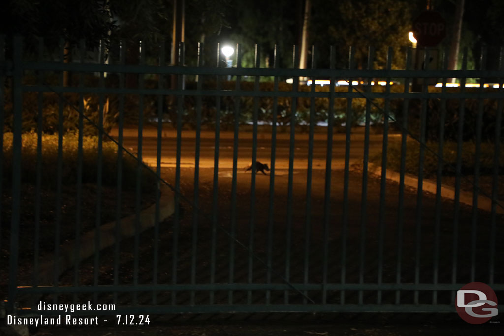 A critter crossing the street outside the gate