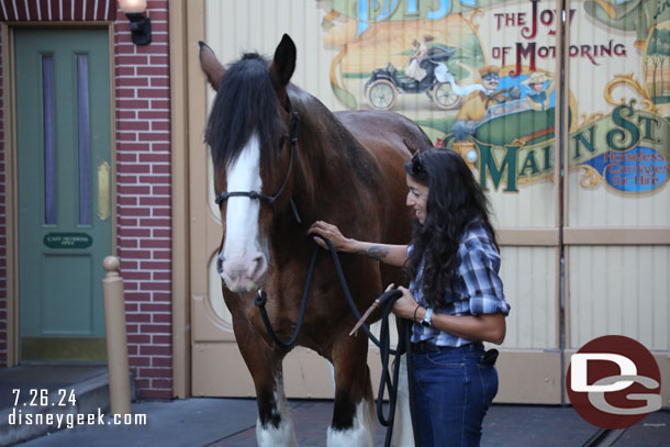 A Main Street horse out for pictures, believe this is Champ