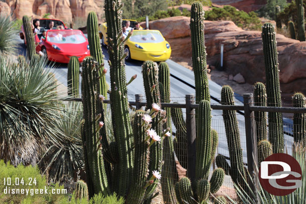 Cactus in bloom in Ornament Valley