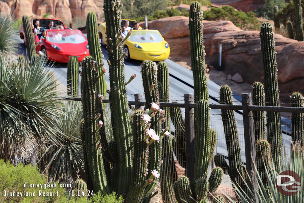 Cactus in bloom in Ornament Valley