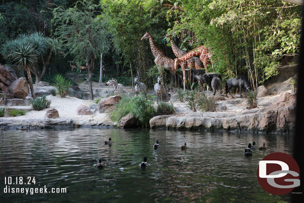 A fair number of ducks enjoying the jungle this morning.