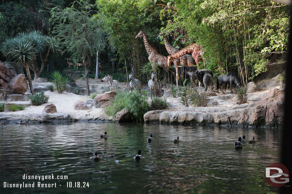 A fair number of ducks enjoying the jungle this morning.