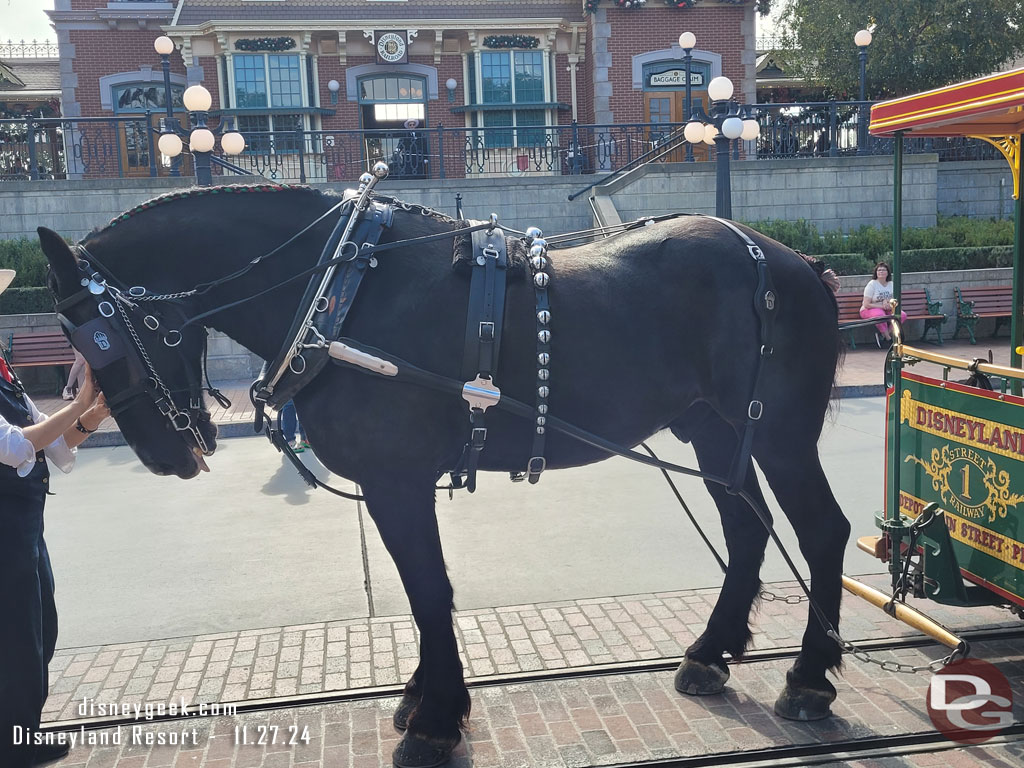 The horses have their traditional jingle bells.