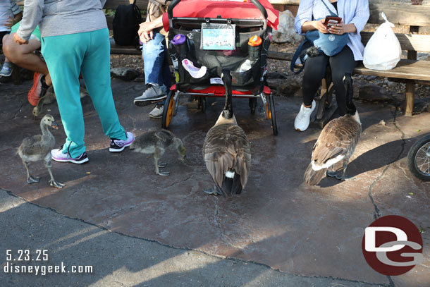 A family of geese exploring Frontierland looking for handouts