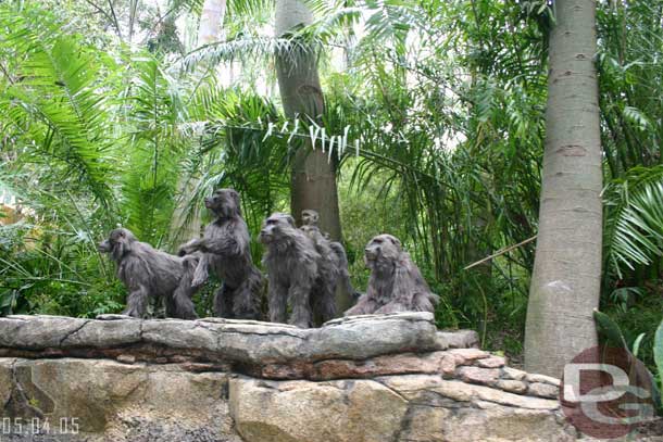 The baboon family moved during the rehab