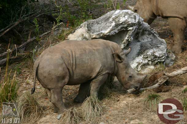 A baby rhino