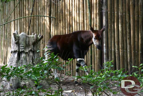 A young Okapi visible from the Pangani walking trail