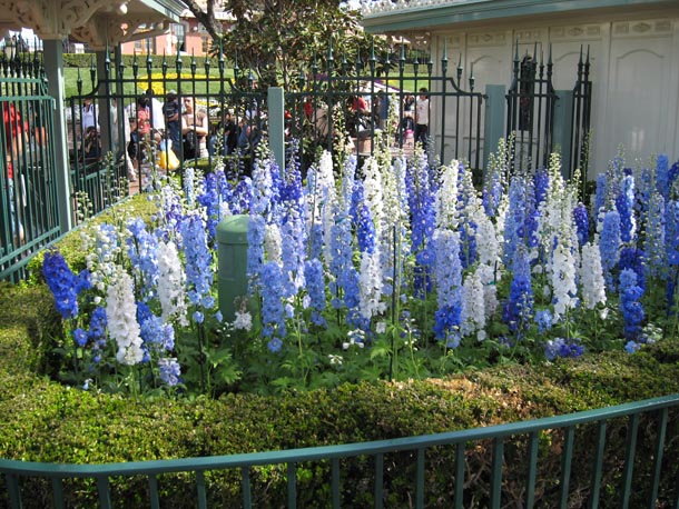 Flowers near the Disneyland main gate