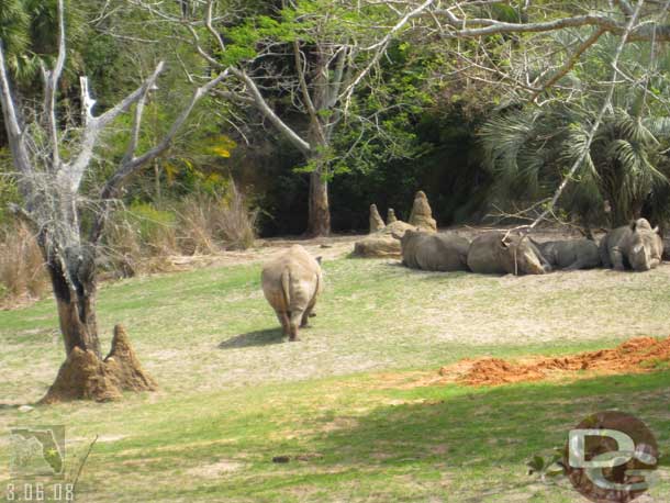 The rhinos were all together, the young one in the middle.