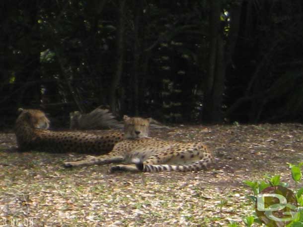 A great shot of the Cheetahs