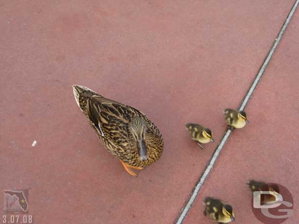 Some ducks out for a walk