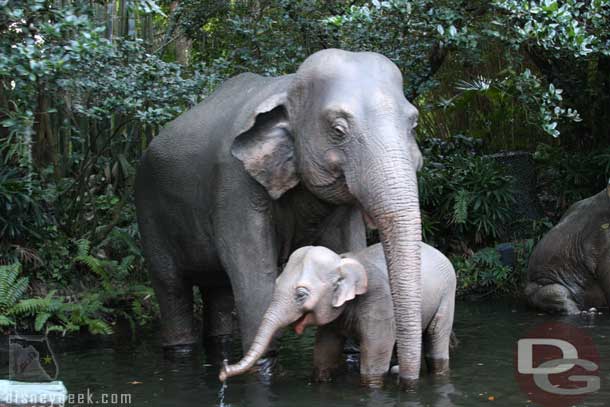 Stopped by the Jungle Cruise