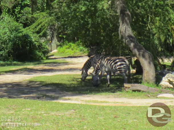 On the Safari the Zebra were out in the area near the White Rhinos, not the new area.