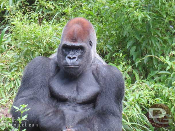 A male silver back gorilla along the Pangani Forest trail.