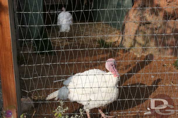 In another enclosure are the Thanksgiving turkeys, here are the 2006 birds.