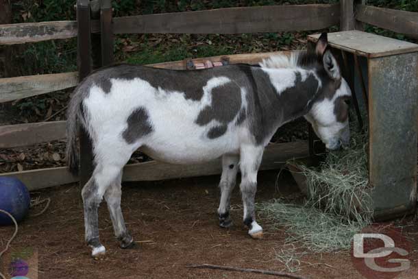 Also from 2006, a donkey was out in a third enclosure.