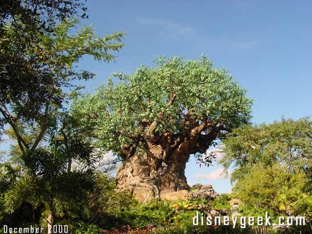 The tree of Life