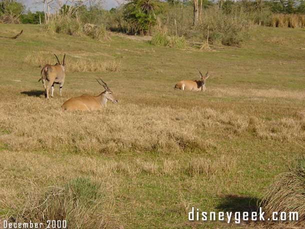 The savana was not decorated... go figure..