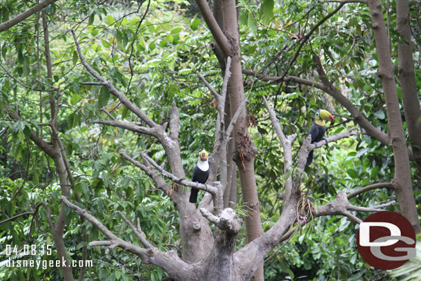 A couple of toucans in a tree nearby.