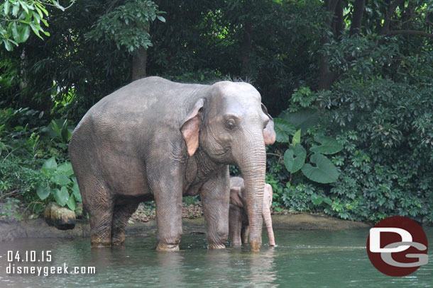 The elephant bathing pool