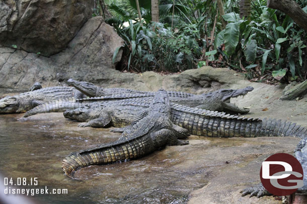 Plenty of crocs back here.