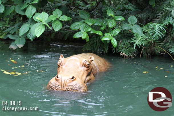 The hippo pool