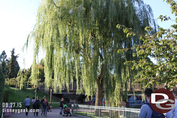 A large tree as you enter the area